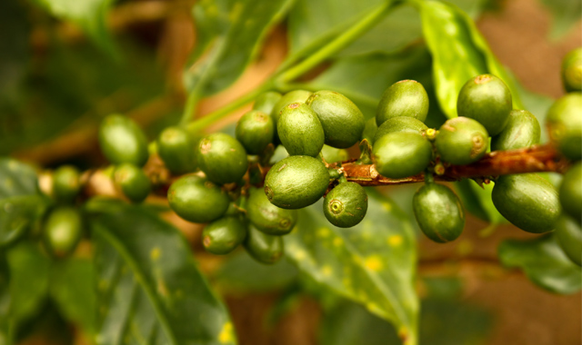 alimento termogênico café verde grão nutriela