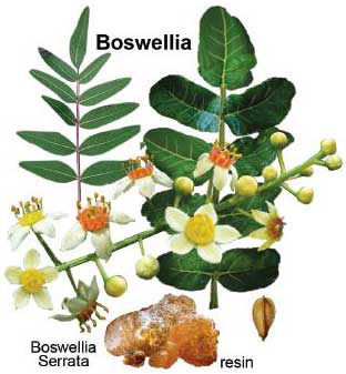 plantas que curam boswelli serrata nutriela