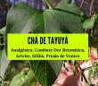 Chá de Tayuyá: Analgésico, Combate Dor Reumática, Artrite, Sífilis, Prisão de Ventre