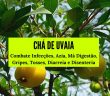 Chá de Uvaia: Combate Infecções, Azia, Má Digestão, Gripes, Tosses, Diarreia e Disenteria