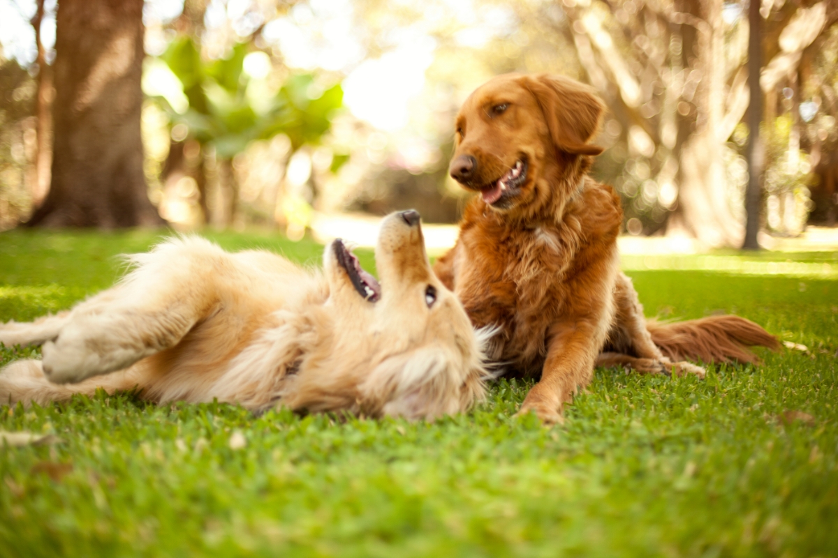Os Donos de Cães São Pessoas Mais Saudáveis?